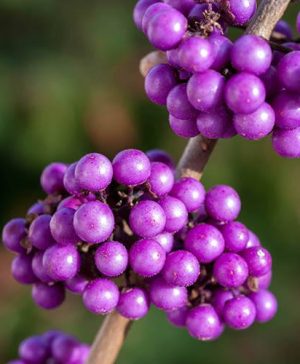 Callicarpa Profusion Beauty Berry