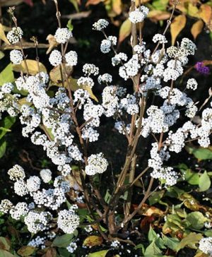 Callicarpa bodinieri Magical Snowstar