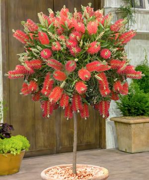 Callistemon viminalis Standard
