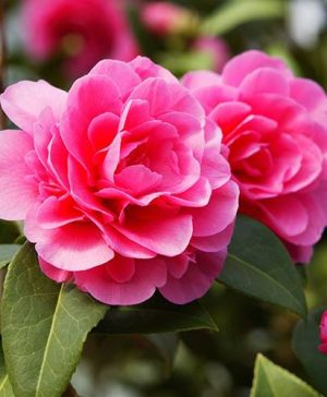 Camellia Pink