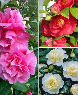 Camellia japonica Collection