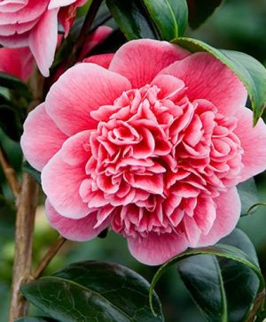 Camellia japonica Volunteer