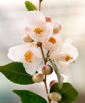 Camellia rosthorniana Cupido