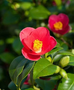 Camellia vernalis Yuletide