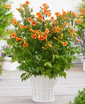 Campsis capreolata Tangerine Beauty