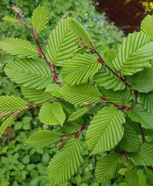 Carpinus betulus (Hornbeam)