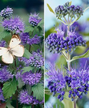 Caryopteris Collection 2 x 9cm