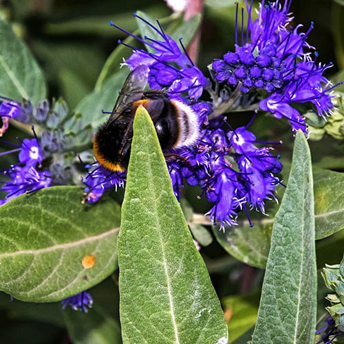 Caryopteris clandonensis Heavenly Blue