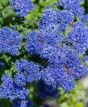 Ceanothus thyrsiflorus var. repens