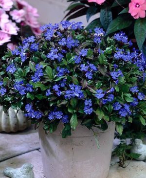 Ceratostigma willmotianum Chinese Plumbago