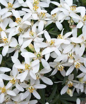 Choisya dewitteana White Dazzler