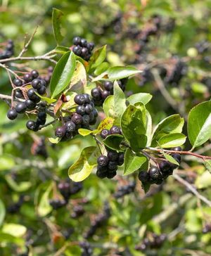 Chokeberry Aronia arbutifolia Viking