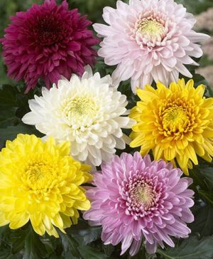 Chrysanthemum Garden Bloom Collection