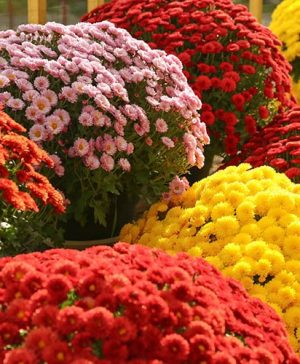 Chrysanthemum Garden Mums Collection
