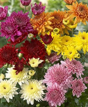 Chrysanthemum Garden Spray Collection