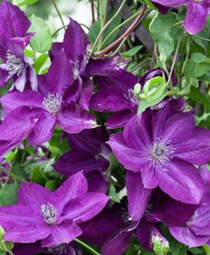 Clematis Amethyst Beauty Premium