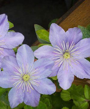 Clematis Hybrid Justa