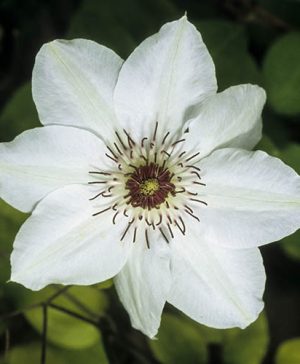 Clematis Hybrid Miss Bateman
