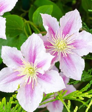 Clematis Hybrid Piilu