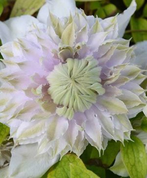 Clematis Moonglow