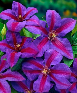 Clematis Mrs Thompson