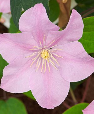 Clematis Patio Pompeii Boulevard