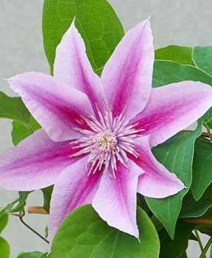 Clematis Patio Poseidon Boulevard