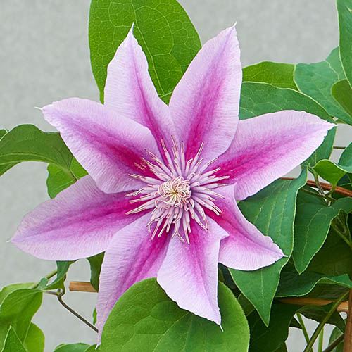 Clematis Patio Poseidon Boulevard