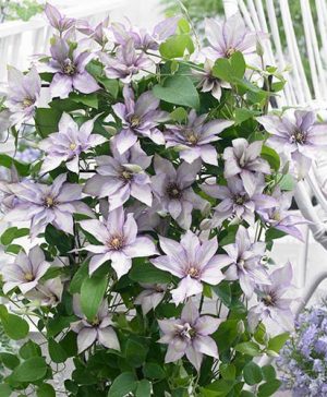 Clematis Samaritan Jo