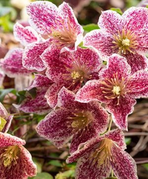 Clematis cirrhosa var purpurescens Freckles
