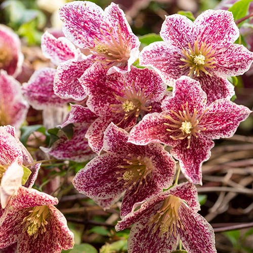 Clematis cirrhosa var purpurescens Freckles