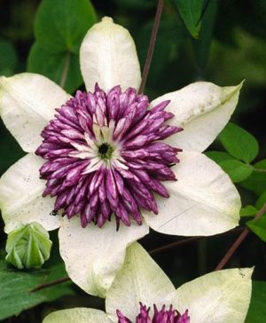 Clematis florida sieboldii