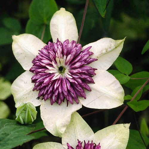 Clematis florida sieboldii