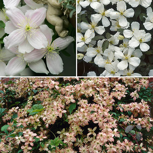 Clematis Montana Collection