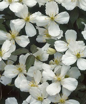 Clematis montana Grandiflora