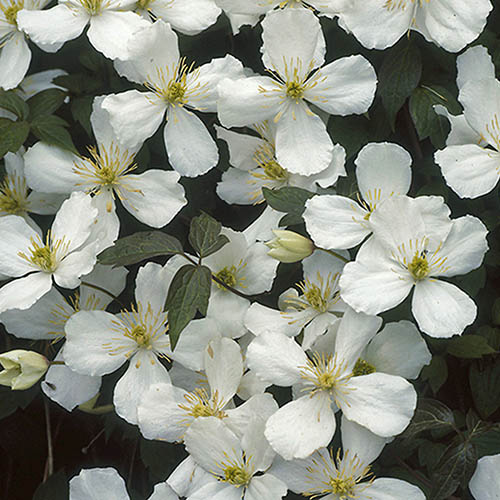 Clematis montana Grandiflora