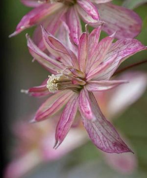 Clematis montana Marjorie