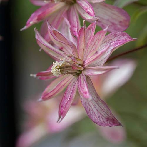 Clematis montana Marjorie