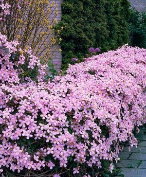 Clematis montana Rubens