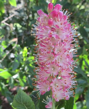 Clethra alnif. Ruby Spice