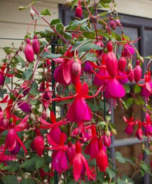 Climbing Hardy Fuchsia Pink Fizz