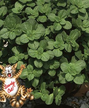 Coleus canina Scardy Cat Plant