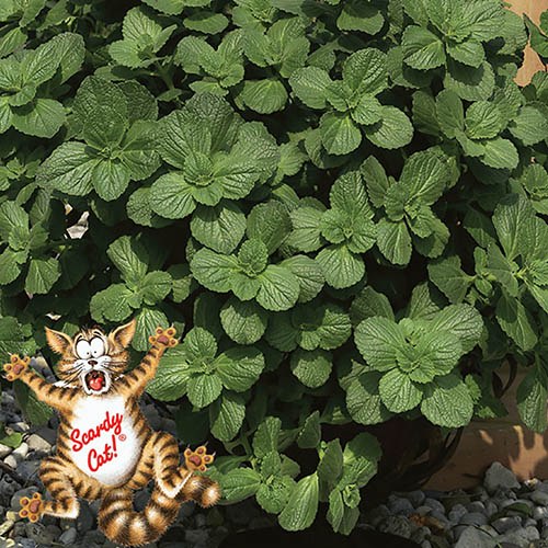 Coleus canina Scardy Cat Plant