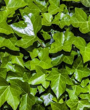 Coloured Ivies Collection