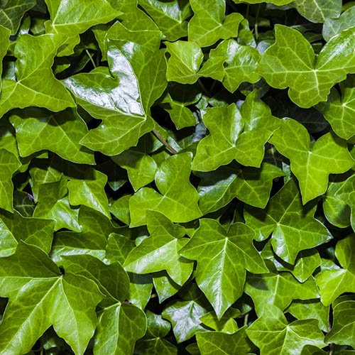 Coloured Ivies Collection