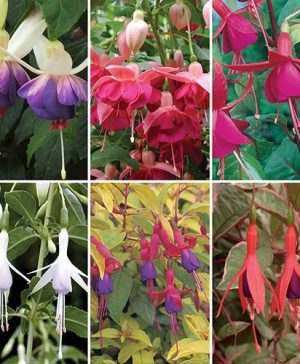 Complete Hardy Fuchsia Collection