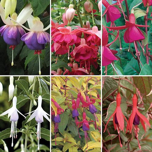 Complete Hardy Fuchsia Collection