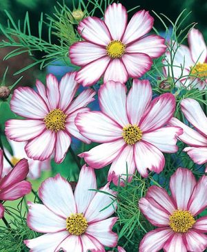 Cosmos Candy Stripe Seeds