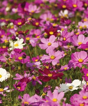 Cosmos Sensation Mixed Seeds