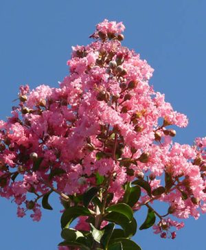 Crepe Myrtle Lagerstroemia Rosea